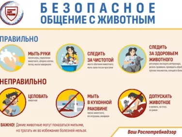 Безопасное общение с животными