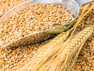 Объявление о проведении отбора получателей субсидии из местного бюджета на поддержку элитного семеноводства