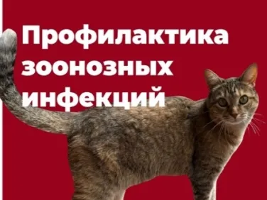 Профилактика зоонозных инфекций