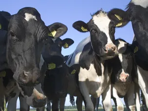 Объявление о проведении отбора получателей субсидии из местного бюджета на поддержку племенного животноводства