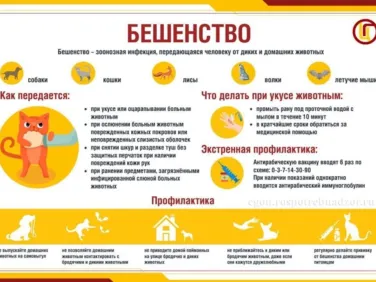 Профилактика бешенства